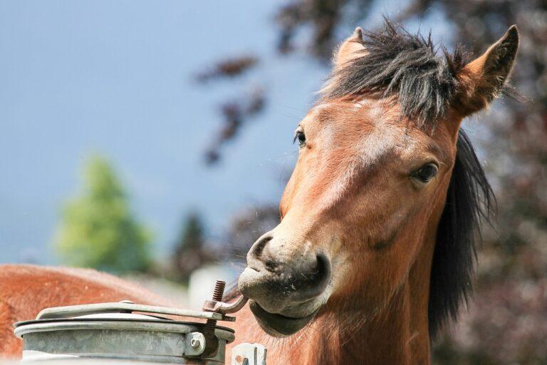 Découvrez l’umwelt, entrez plus en profondeur dans le monde sensoriel du cheval