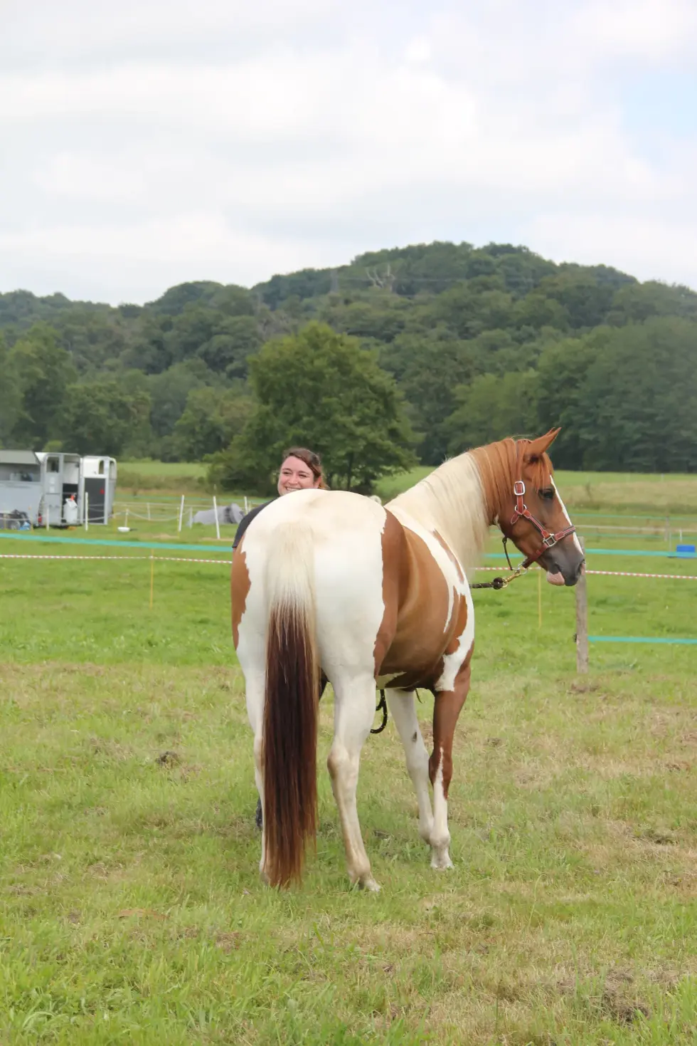 Le jeune cheval de 1 à 3 ans