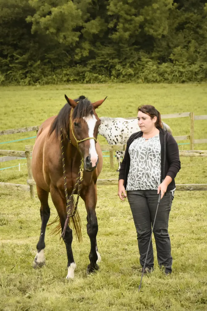 Exercice travail à pied cheval